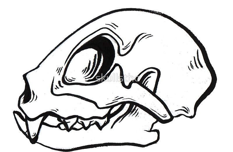 800x522 Cat Skull Stickers By Skullstho Redbubble