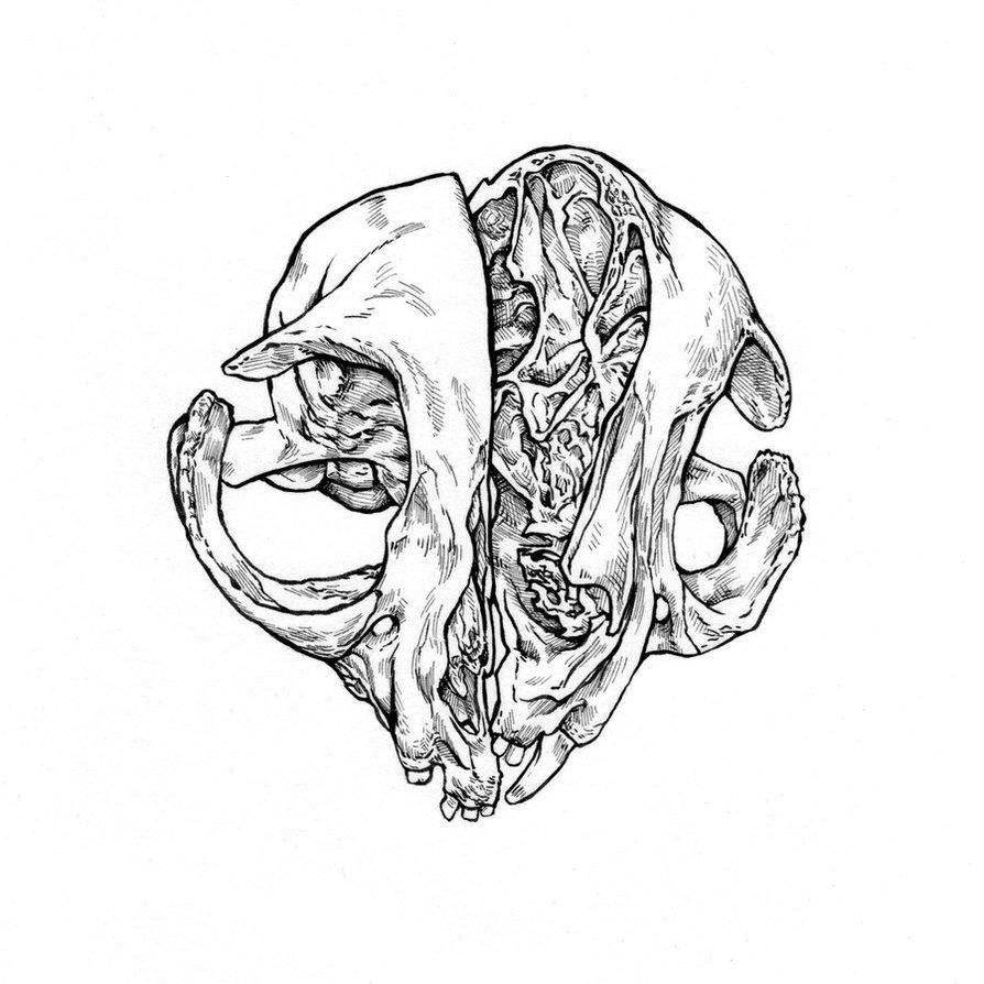 894x894 Cat Skull By Caffeinetooth