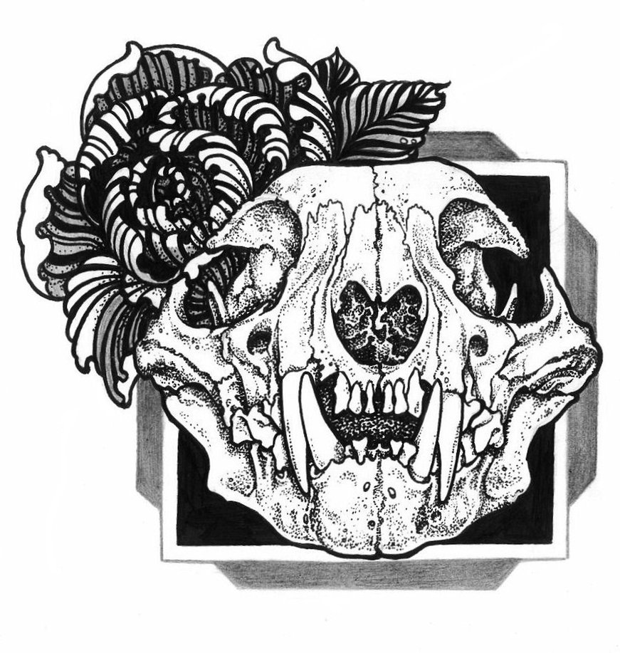 871x917 Cat Skull By Lily Winter