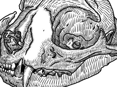 400x300 Domestic Cat Skull By Simon H.