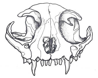 Cat Skull Drawing at GetDrawings | Free download