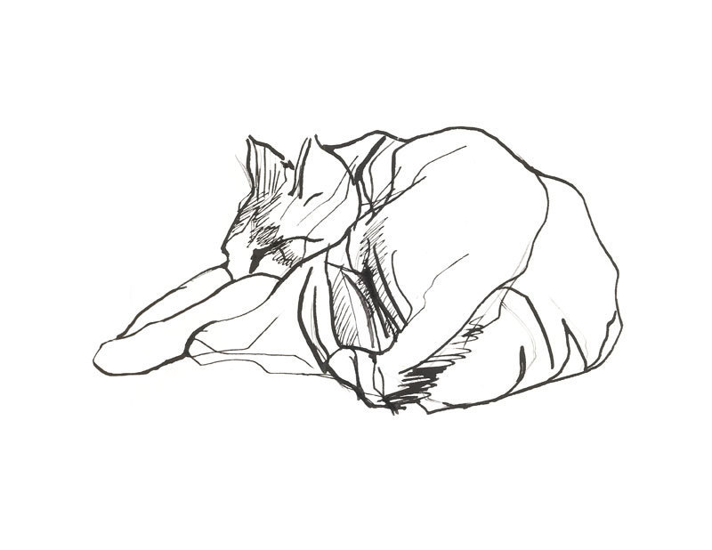 800x618 Cat Art Print, Cute Cat, Sleeping Animal, Line Drawing, Black