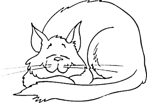 600x420 Cat Sleeping Happily Coloring Page Cat Coloring Pages Org