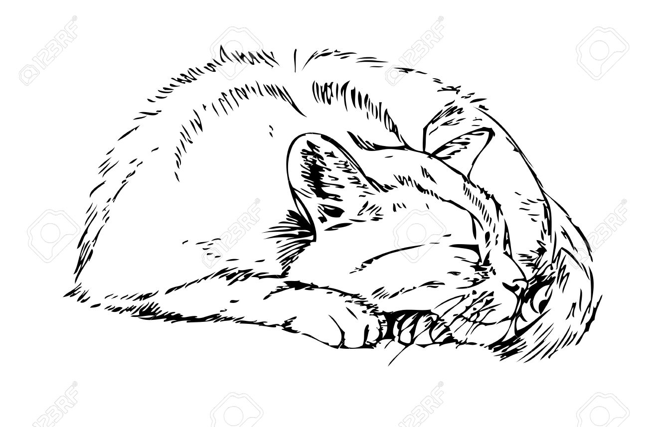 1300x857 Sleeping Cat. Sketch On White Background Royalty Free Cliparts