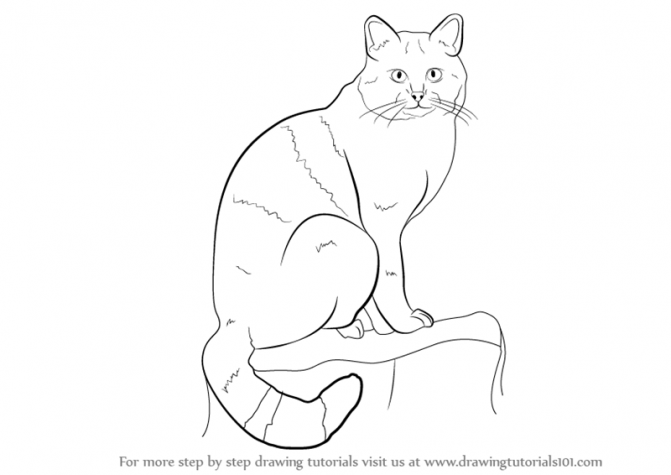 671x475 Coloring Pages How To Draw Wild Cats How To Draw Wild Cats Step