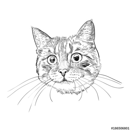 500x500 Cute Kitty Head Hand Drawn Sketch. Cat Face With Long Whiskers