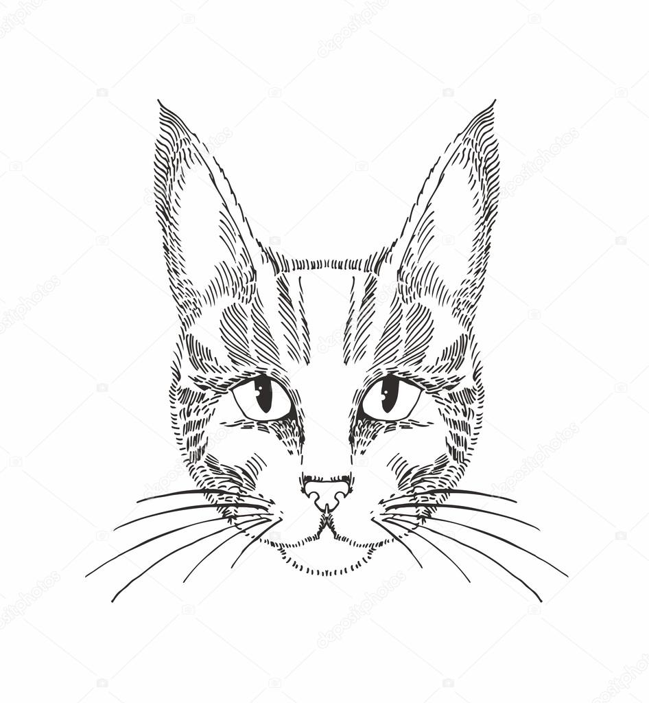 946x1024 Hand Drawn Cat Stock Vector Lyudo
