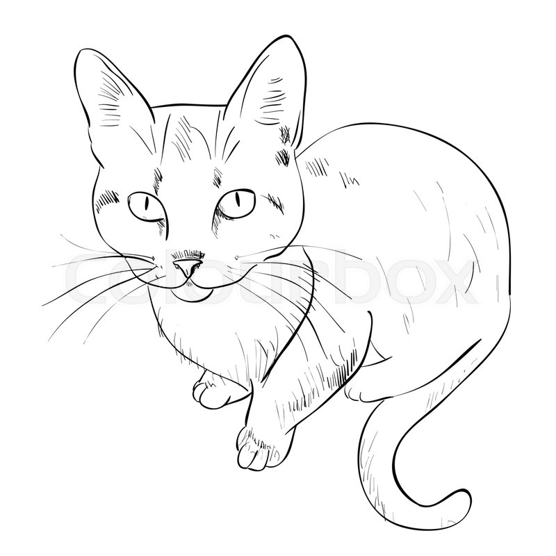 800x800 Vector Sketch Of Cat. Hand Draw Illustration. Stock Vector