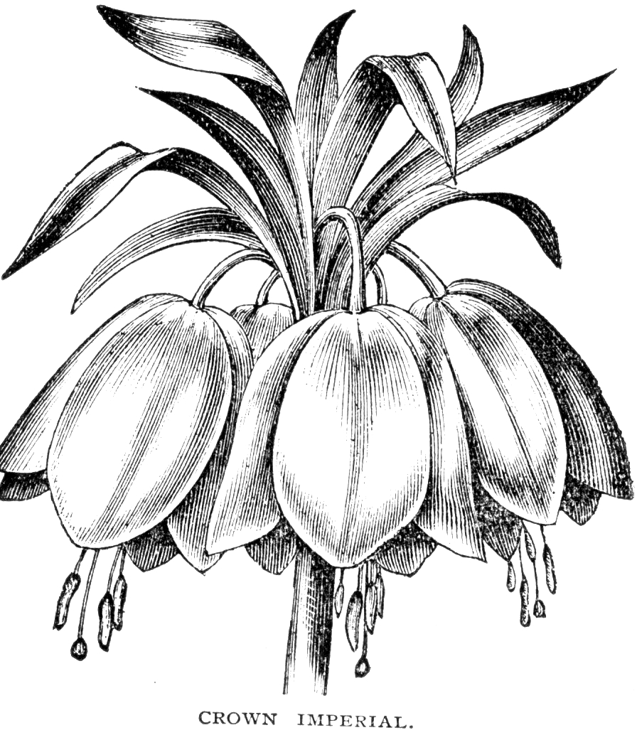 896x1027 Both Of These Images From The 1895 Vick's Fall Bulb And Plant