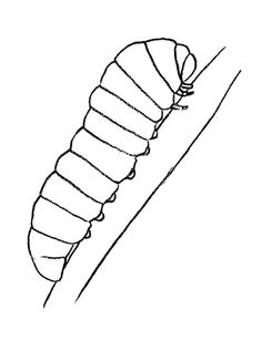 236x307 How To Draw A Caterpillar Tattoo, Drawings And Draw Animals