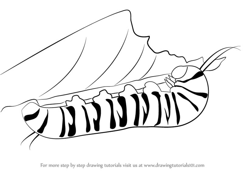 800x566 Learn How To Draw A Caterpillar (Insects) Step By Step Drawing