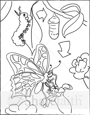 304x388 This Image Illustrates The Transformation Of Caterpillar