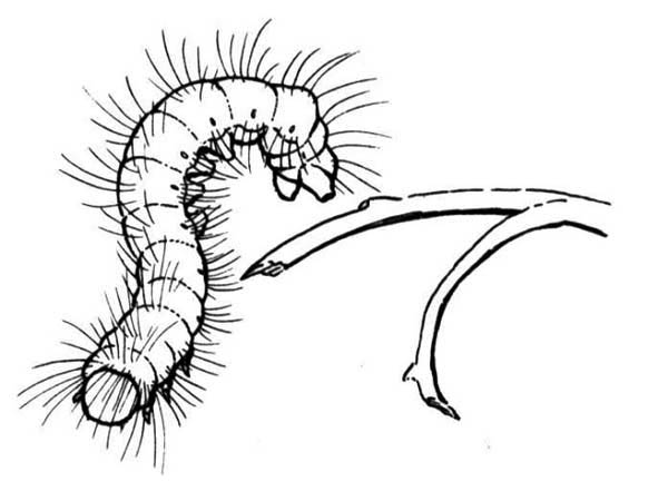 600x441 Fuzzy Caterpillar Drawings