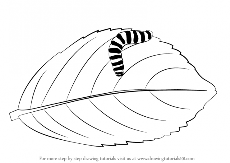 750x531 Drawing How To Draw Simple Caterpillar Plus How To Draw