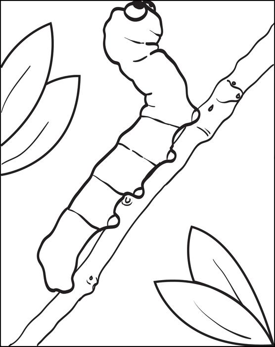 556x700 Free, Printable Cartoon Caterpillar Coloring Page For Kids
