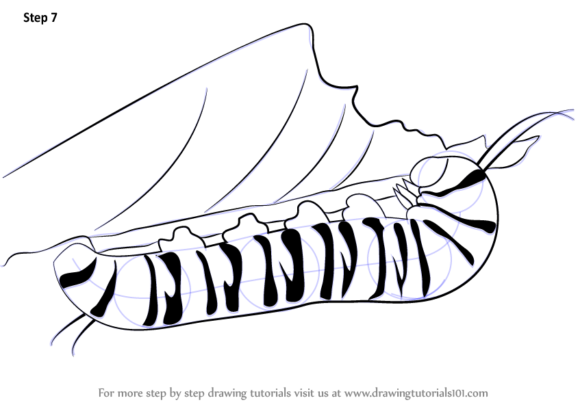 847x598 Learn How To Draw A Caterpillar (Insects) Step By Step Drawing