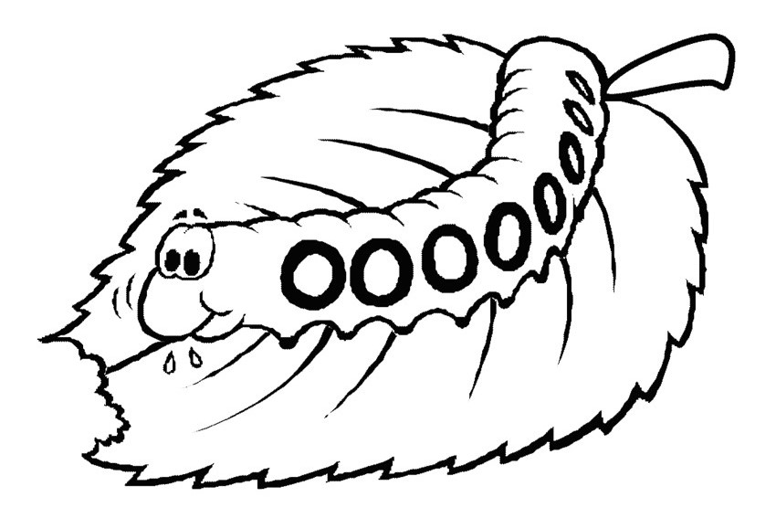 850x567 List Of Beautiful Caterpillar And Butterfly Coloring Pages