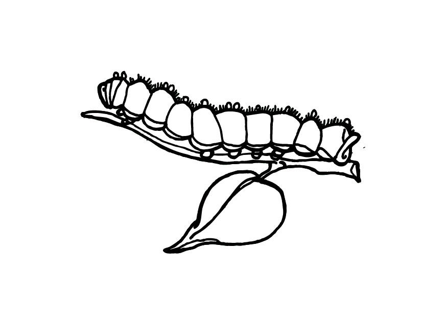 875x620 Coloring Page Caterpillar