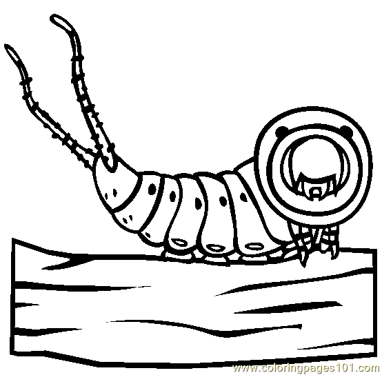 554x544 Puss Moth Caterpillar Coloring Page