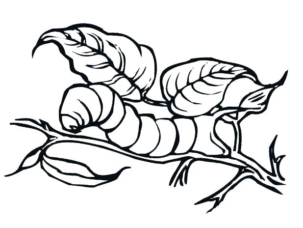 618x464 Top Caterpillar Coloring Page Fee