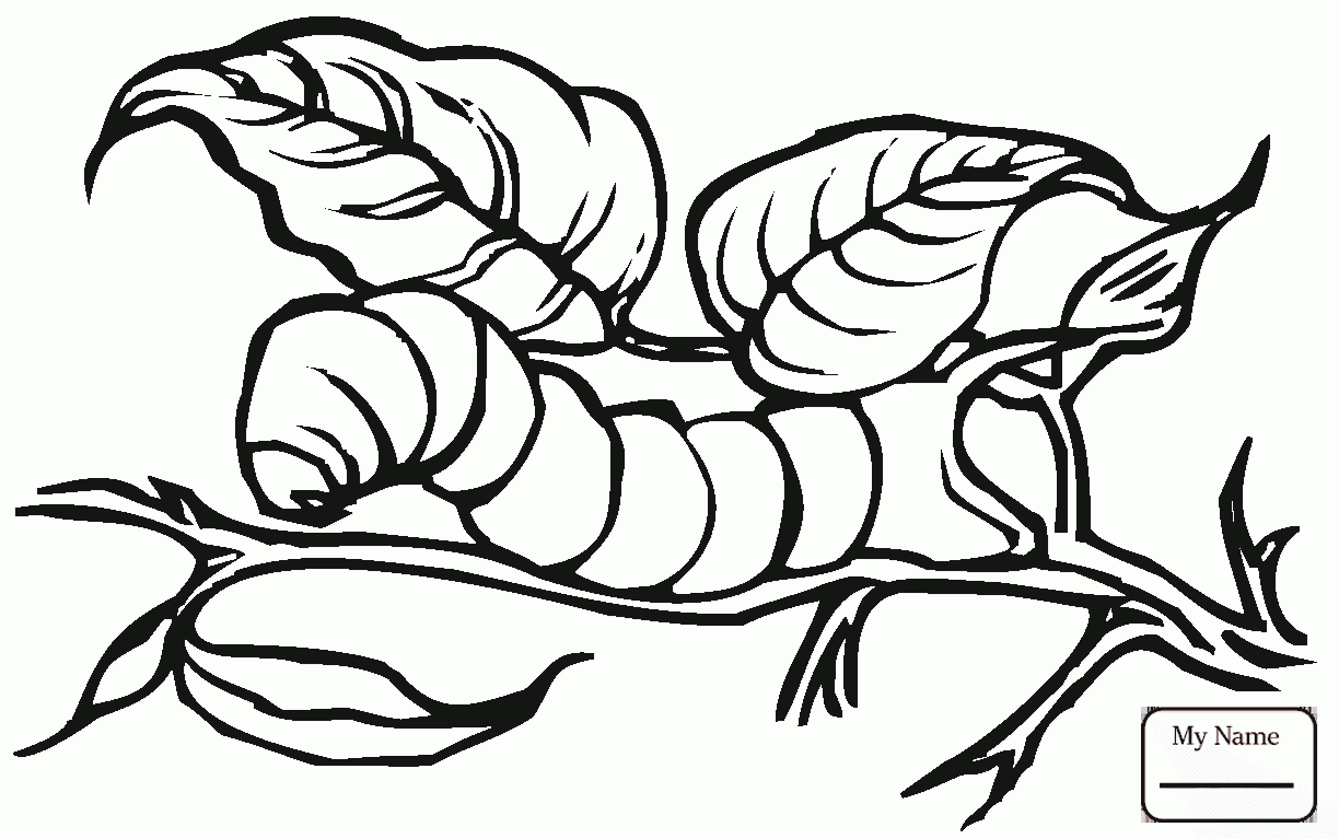 1224x767 Insects Caterpillar 22 Caterpillar Coloring Pages For Kids