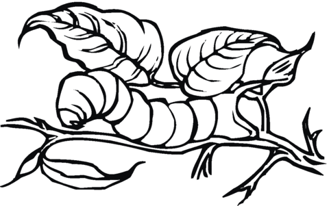 480x301 Caterpillar 22 Coloring Page Free Printable Coloring Pages
