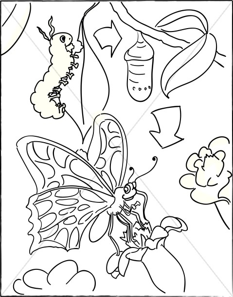 479x612 Caterpillar With Cocoon And Butterfly Cbs
