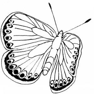 300x302 Free Butterfly Coloring Pages Printable Butterfly Coloring Page