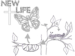 250x187 Kid's Information About New Life In Christ As Butterfly Metaphore