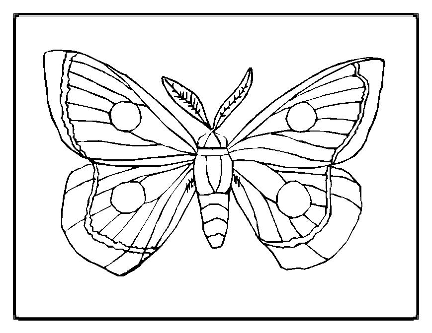 869x671 Butterfly Coloring Pages 2 ~ Butterfly Beautiful Pictures