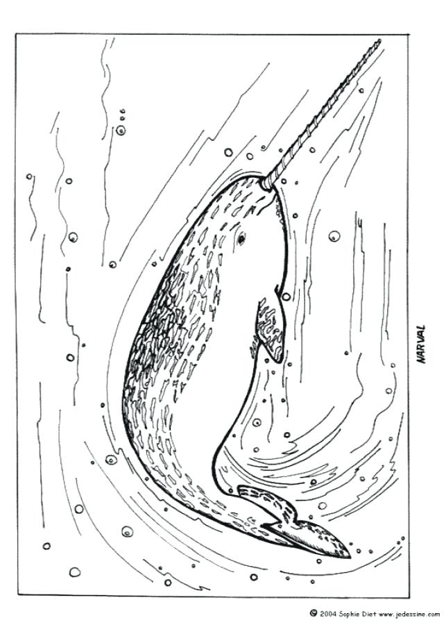 643x900 Catfish Coloring Page Narwhal Coloring Page Coloring Page Animal