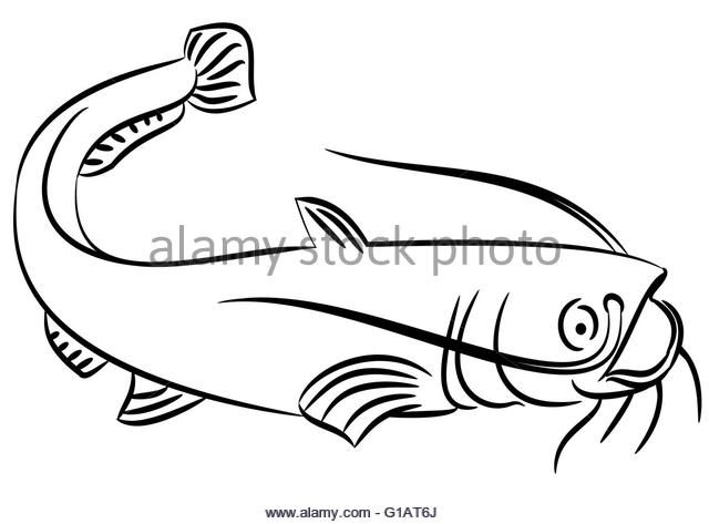 640x473 Line Drawing Catfish On White Stock Photos Amp Line Drawing Catfish
