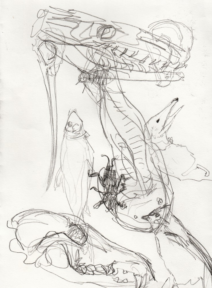 737x1000 Snake, Honey Possum, Owl, Ibis, Cricket, Fish, Catfish, Wolf, Bird