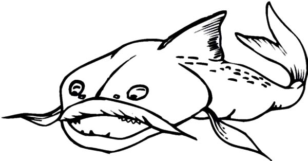 Catfish Drawing at GetDrawings | Free download