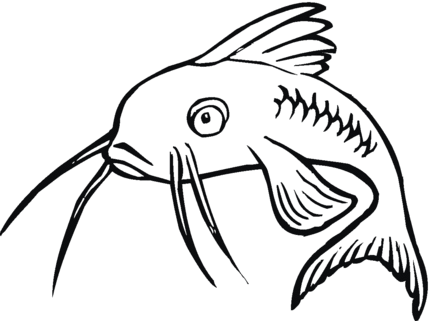 430x321 Catfish Cartoon Pictures