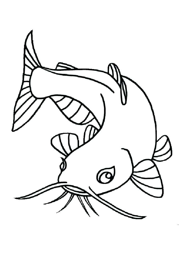 Catfish Drawing at GetDrawings | Free download