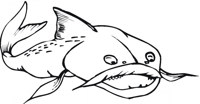 700x364 Drawings Of Catfish