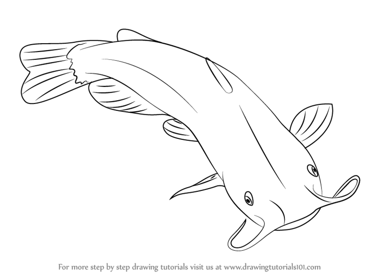 800x566 Learn How To Draw A Catfish (Fishes) Step By Step Drawing Tutorials