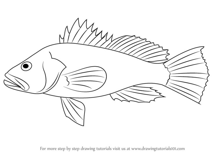 Catfish Drawing Images at GetDrawings | Free download