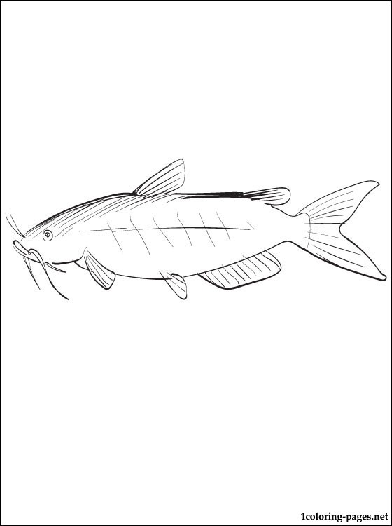 560x750 Catfish Coloring Page For Kids Coloring Pages