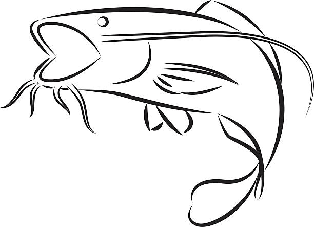 612x442 Drawings Of Catfish Group