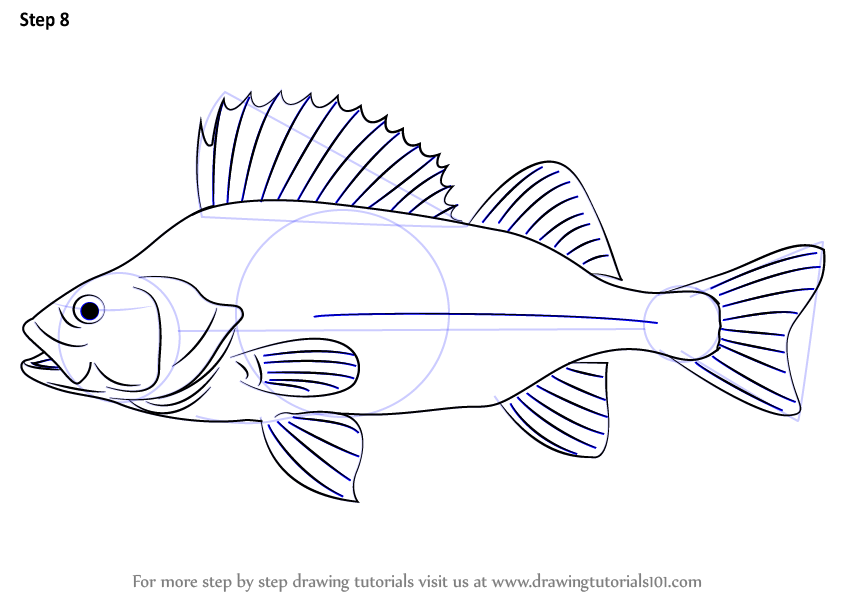 844x598 Learn How To Draw A Perch (Fishes) Step By Step Drawing Tutorials