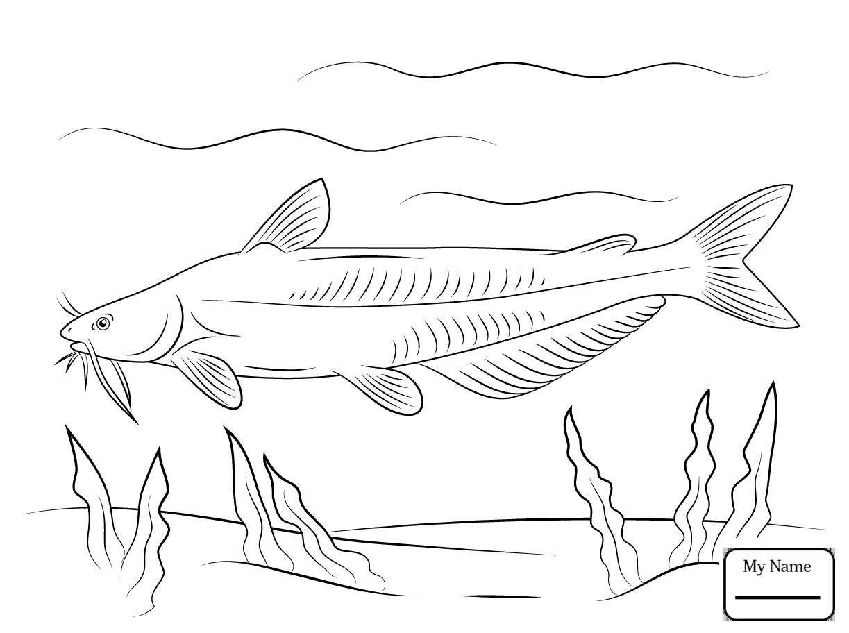 1223x912 Catfish Catfish 14 Fish Coloring Pages For Kids