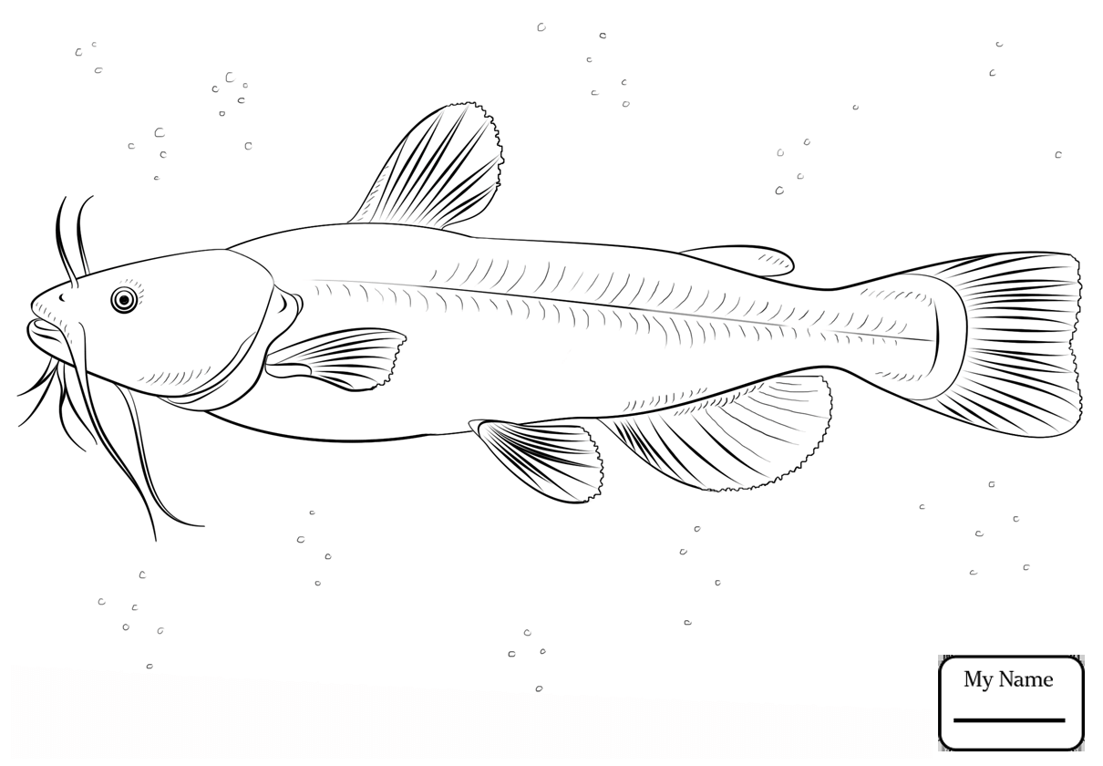 1210x840 Coloring Pages For Kids Fish Catfish 23 Catfish
