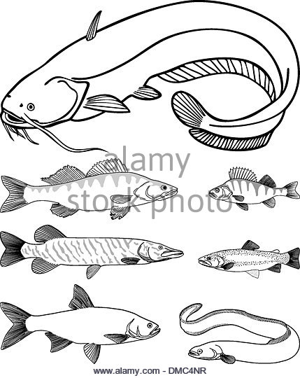 429x540 Catfish Stock Vector Images