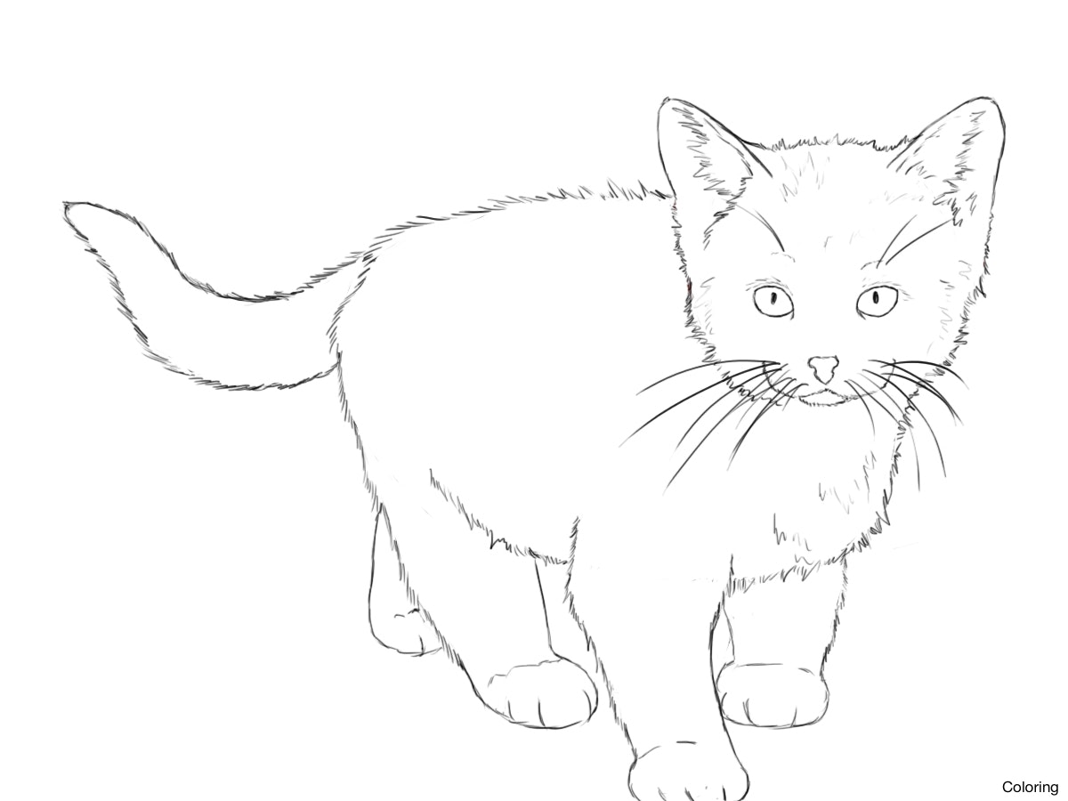 1200x900 Drawn Kitten Line Drawing 5 Drawings Of Kittens Coloring Pin 1 23f