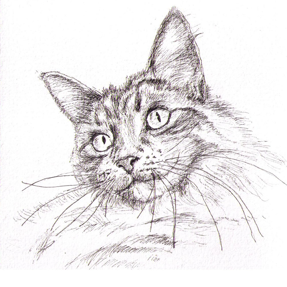 1000x1000 Cat Pet Portraits By Thomas Clausen