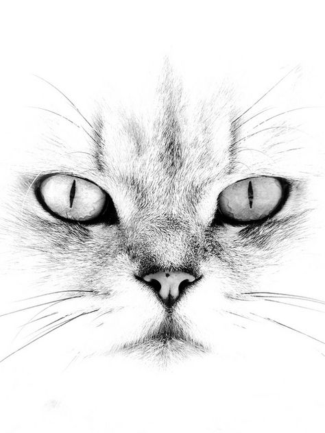 474x632 How To Draw Cat Eyes That Look Real Human Eye Drawing, Human Eye