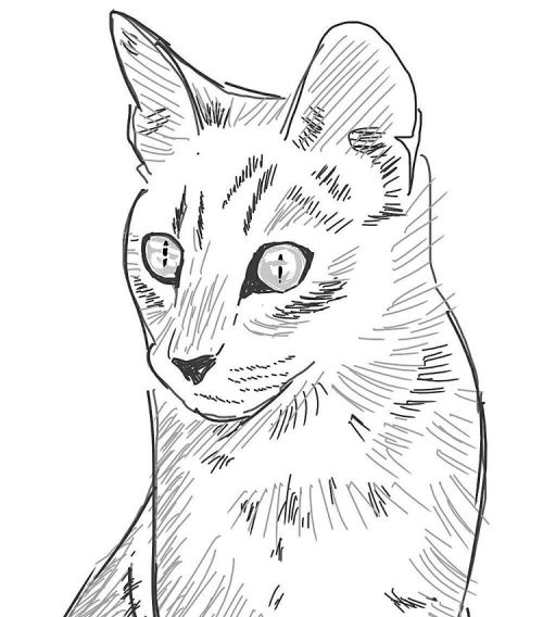 500x568 R A B B I T M A R S