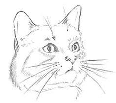 236x210 Image Result For Cat Face Drawings Cats Face